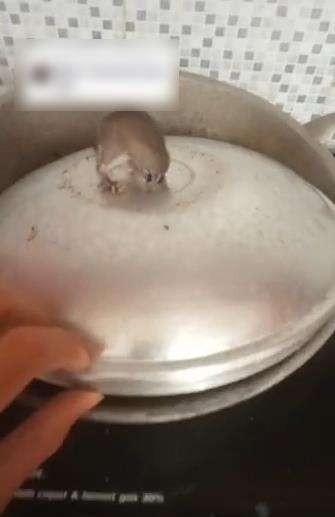 Tikus kejebak lubang penutup panci.