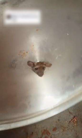 Tikus kejebak lubang penutup panci.