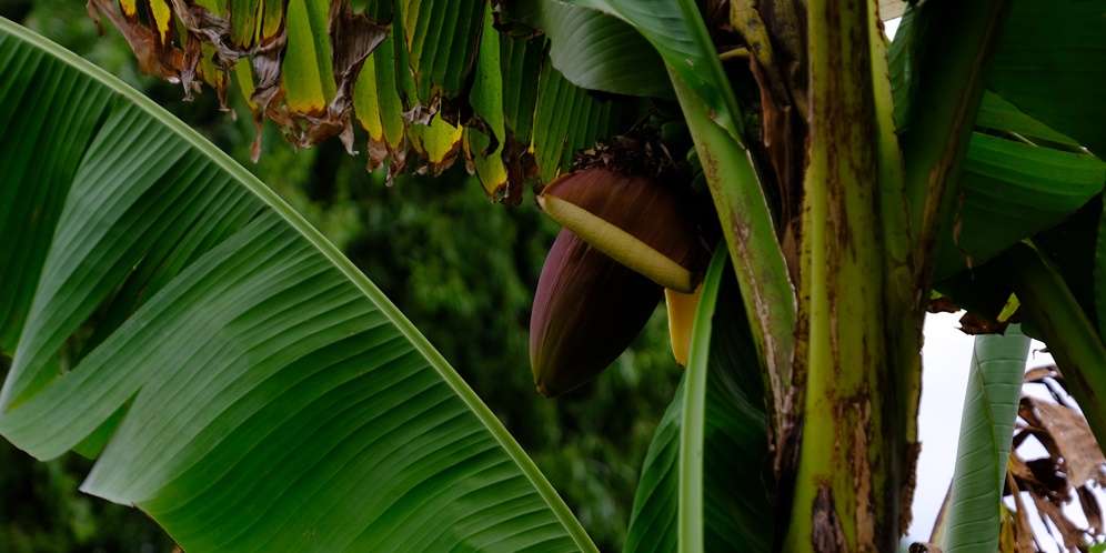 Manfaat Jantung Pisang bagi Kesehatan Manfaat Jantung Pisang bagi Kesehatan