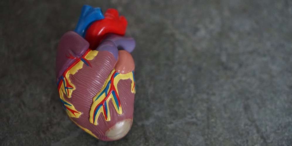 Manfaat Jantung Pisang bagi Kesehatan Manfaat Jantung Pisang bagi Kesehatan