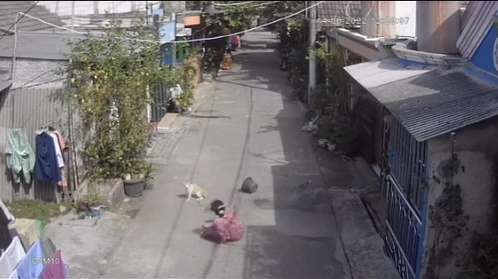 viral emak-emak usir kucing
