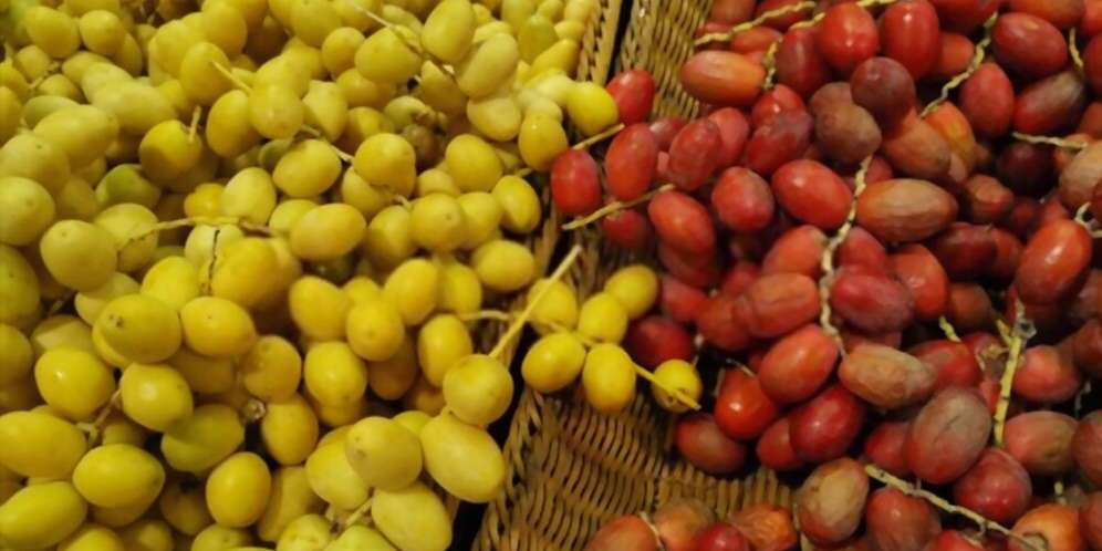 Manfaat Kurma Muda untuk Kesehatan