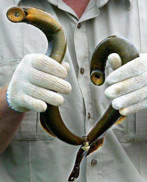 Lamprey laut