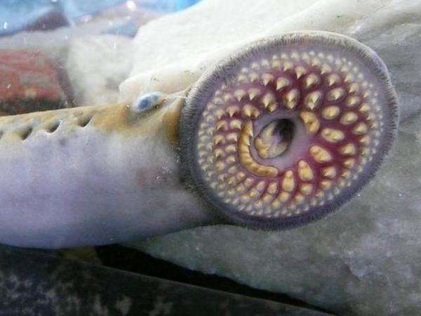 Lamprey laut
