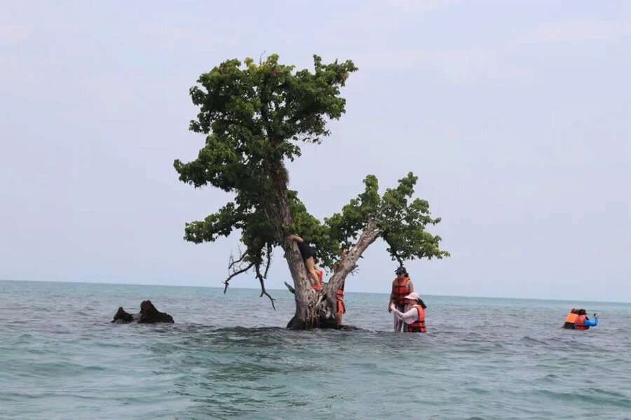 Thailand’s Loneliest Tree