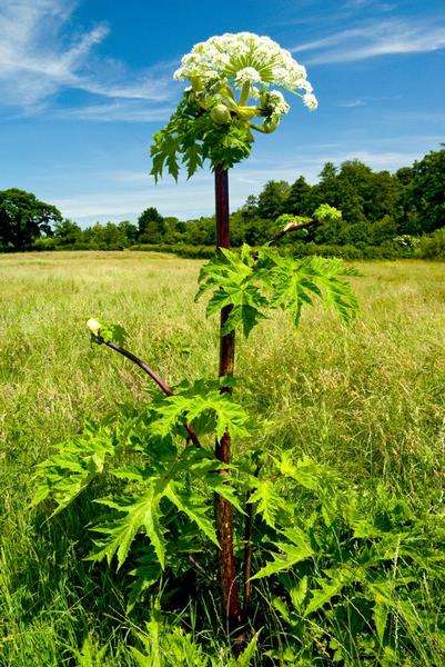 Giant Hogweed, tanaman beracun.