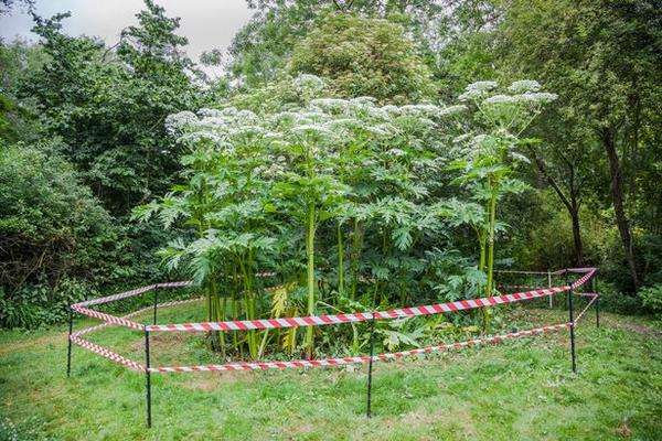 Giant Hogweed, tanaman beracun.