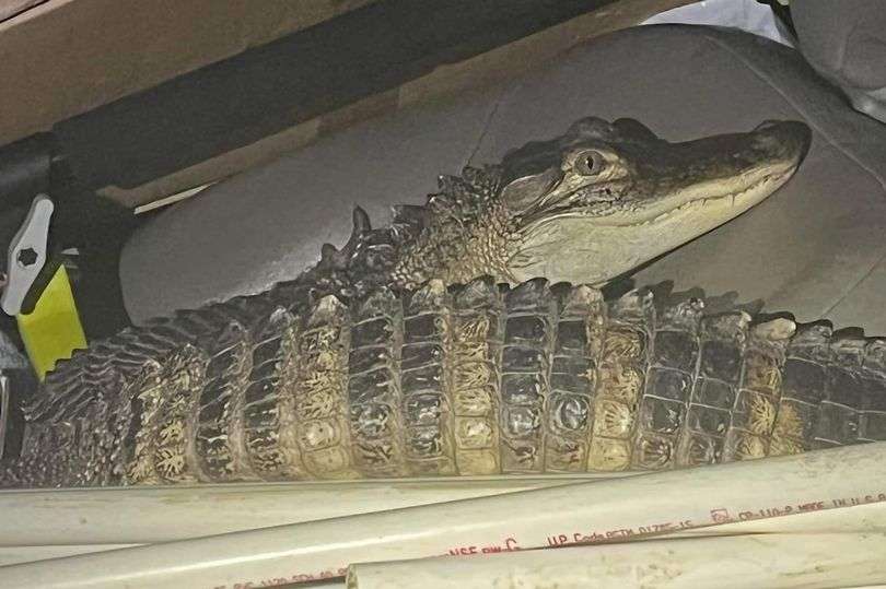 Buaya dalam mobil