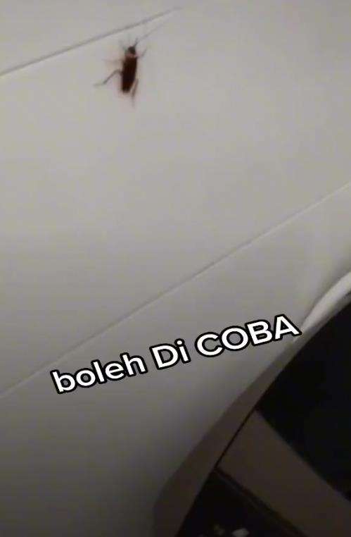 Basmi kecoak dengan tisu basah.