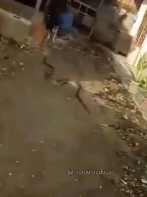 Sok-sokan pamer tangkap ular malah nyaris mati.