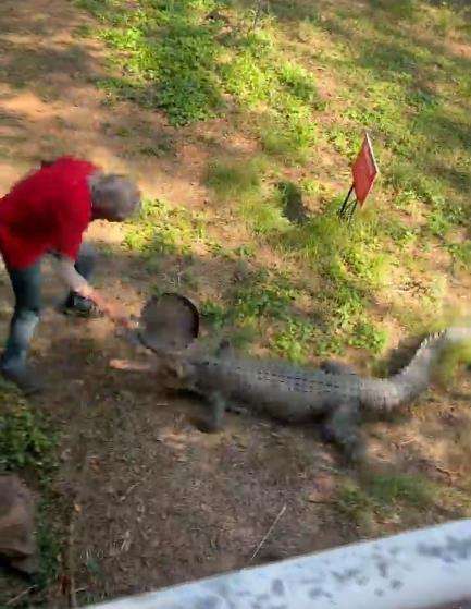 Viral kakek lawan buaya pakai senjata wajan.