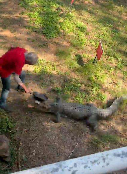 Viral kakek lawan buaya pakai senjata wajan.