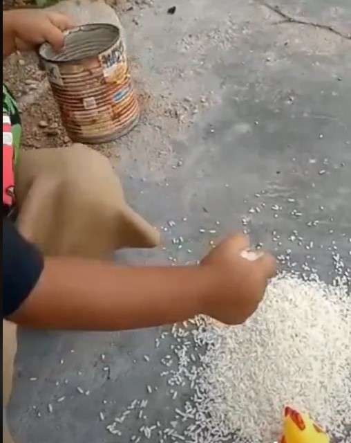 Anak kasih makan ayam