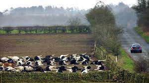 Jutaan sapi mati di Inggris selama wabah PMK tahun 2001 Jutaan sapi mati di Inggris selama wabah PMK tahun 2001