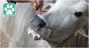 Penyakit mulut dan kuku di India Penyakit mulut dan kuku di India