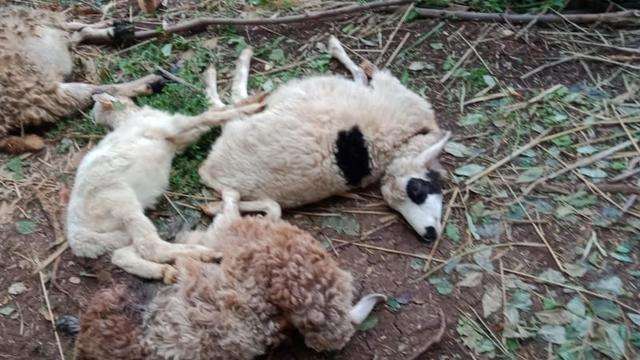 Kambing yang mati di Cirebon akibat PMK