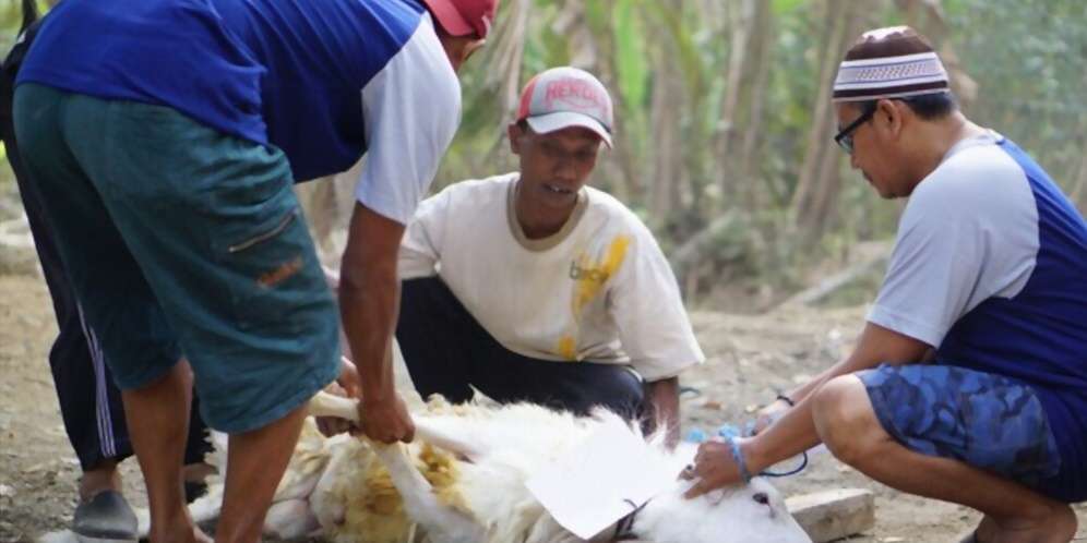 Waktu yang Baik untuk Menyembelih Hewan Kurban