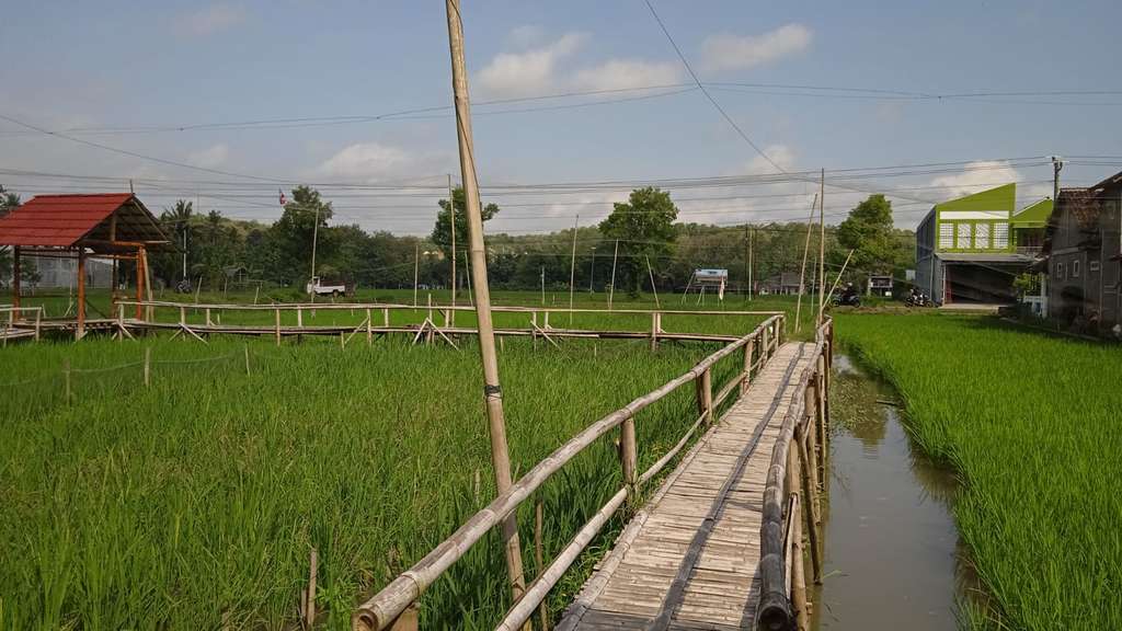 mina padi sedayu