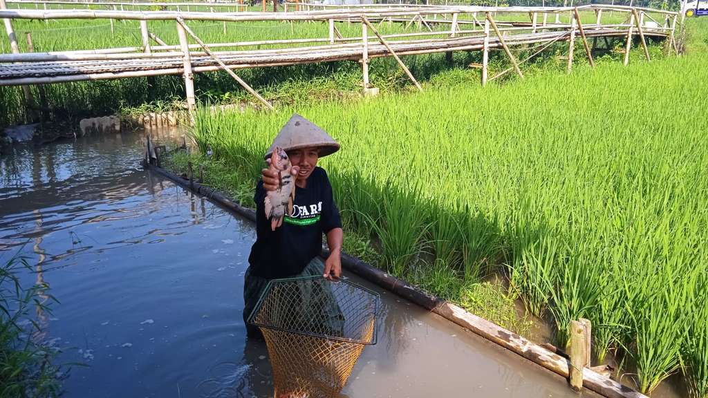 mina padi sedayu