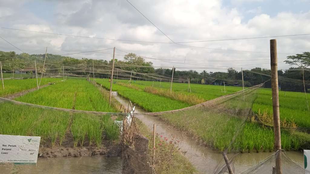 mina padi sedayu
