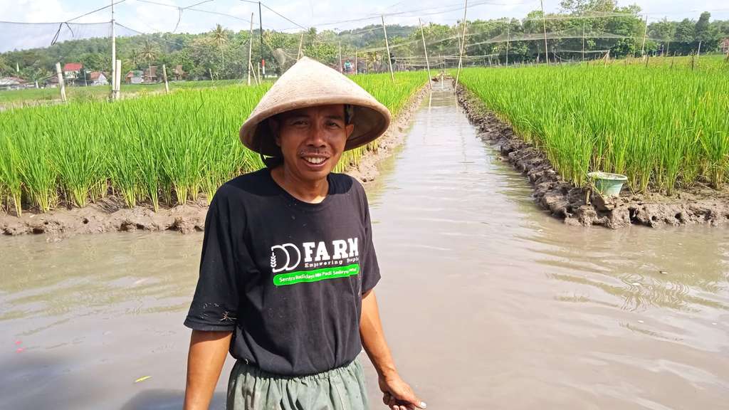 mina padi sedayu