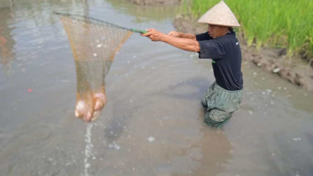 mina padi sedayu