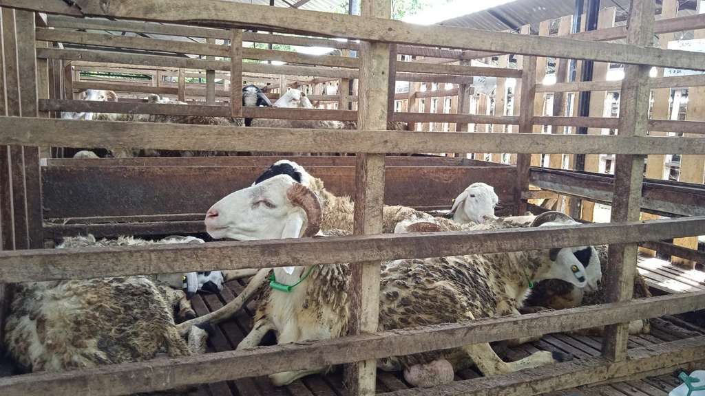dd farm yogyakarta