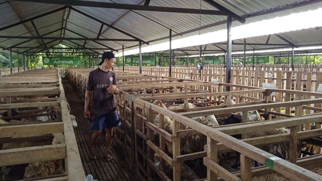 dd farm yogyakarta