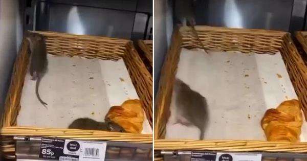 Serangan hama tikus di toko swalayan.
