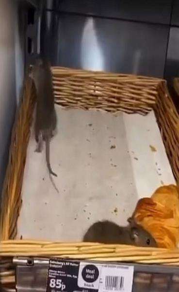 Serangan hama tikus di toko swalayan.