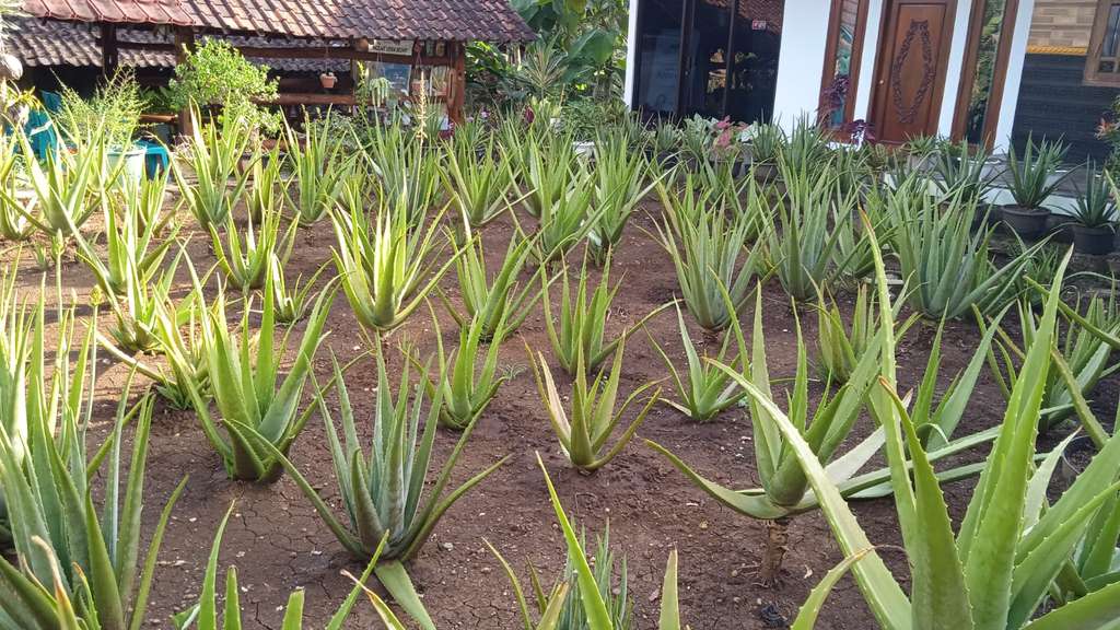 aloe vera gunungkidul