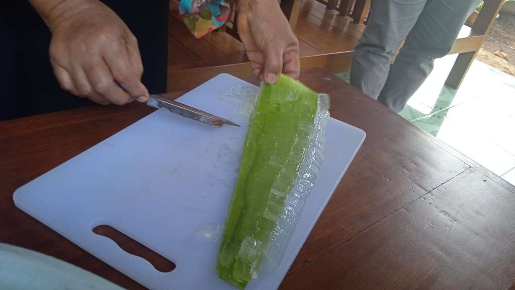 aloe vera gunungkidul