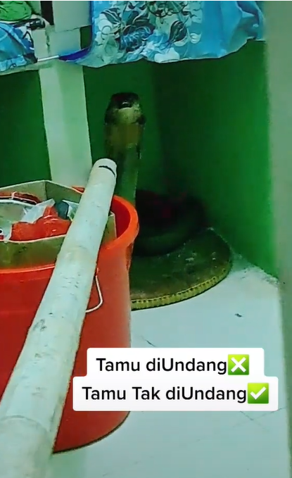 Bikin Merinding, Seeker Ular King Kobra Ngumpet di Dapur Rumah Warga