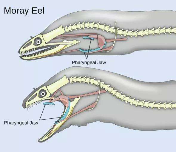 Belut Moray