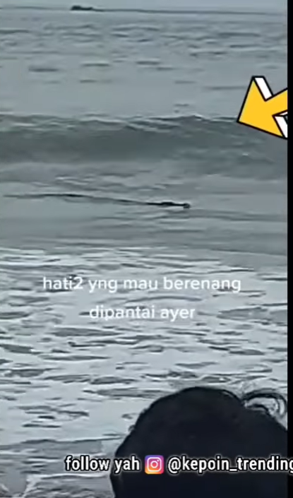 Geger! Buaya Muncul di Pantai Anyer, Pengunjung Panik