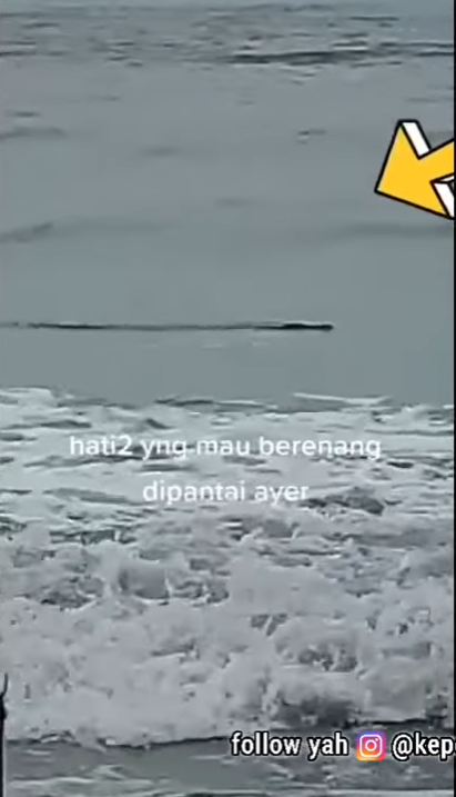 Geger! Buaya Muncul di Pantai Anyer, Pengunjung Panik