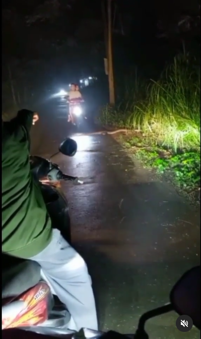 video ular terlindas sepeda motor