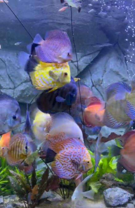 Ikan hias harga jutaan berakhir di penggorengan.