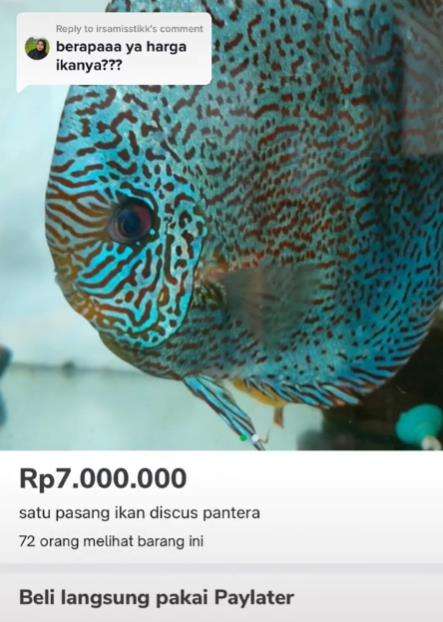 Ikan hias harga jutaan berakhir di penggorengan.