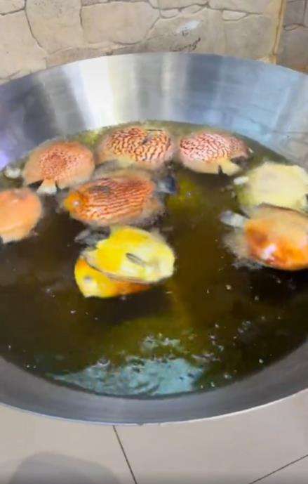 Ikan hias harga jutaan berakhir di penggorengan.