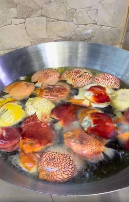 Ikan hias harga jutaan berakhir di penggorengan.