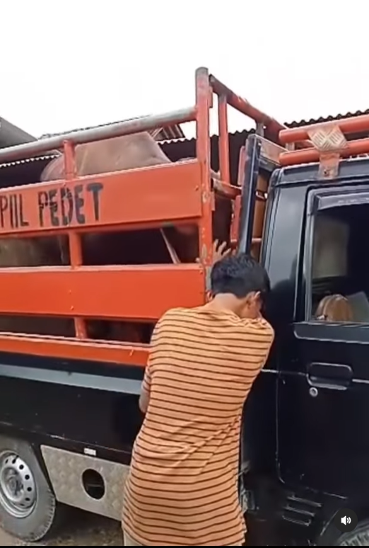 video viral perpisahan sapi