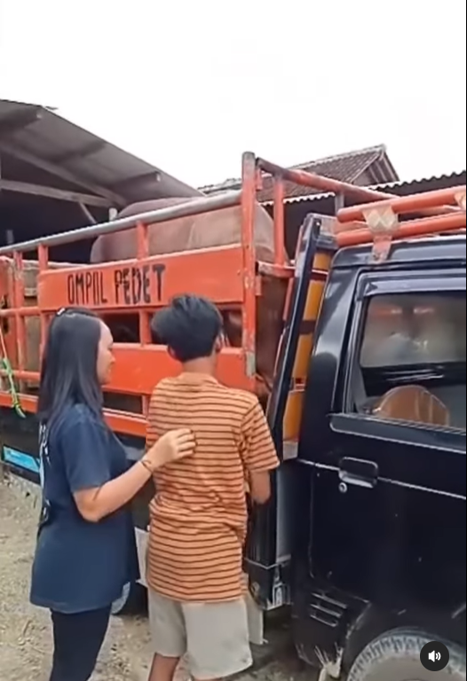video viral perpisahan sapi