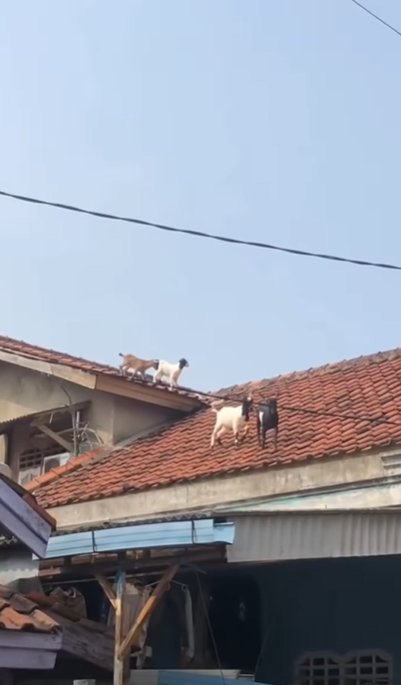 Momen Kambing Kurban Lari ke Atap Rumah