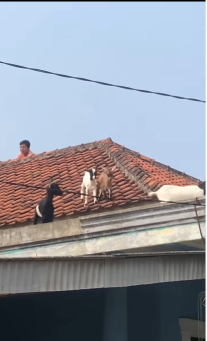 Momen Kambing Kurban Lari ke Atap Rumah