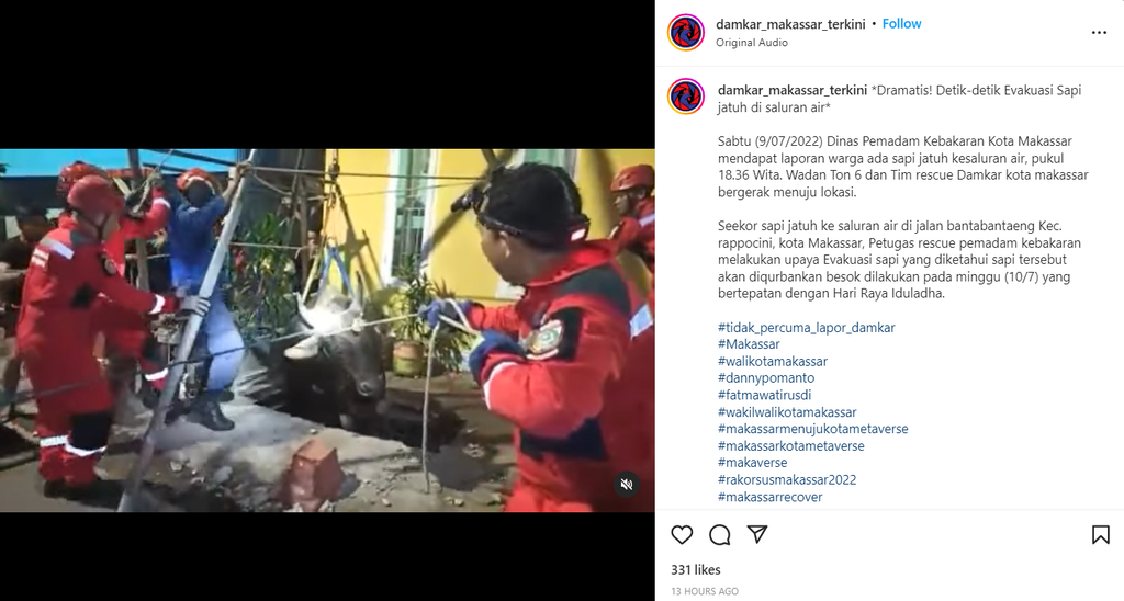 sapi kurban jatuh ke saluran air