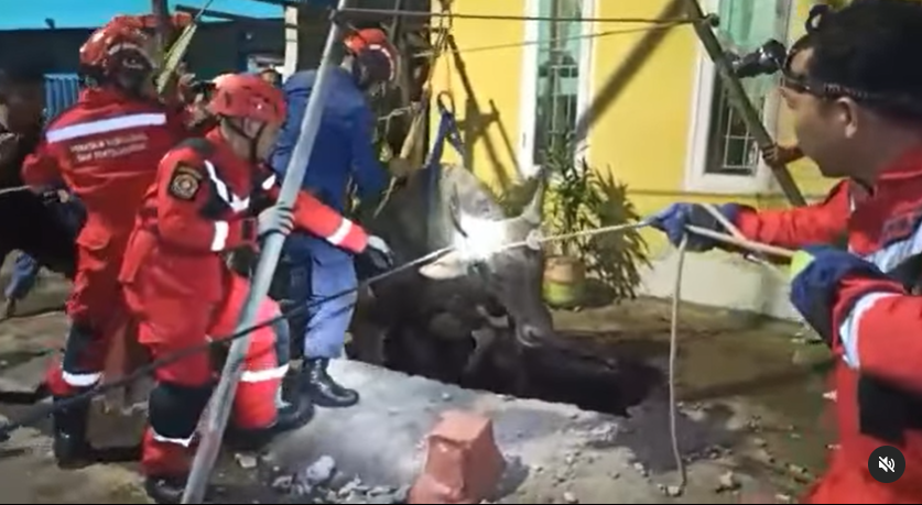sapi kurban jatuh ke saluran air