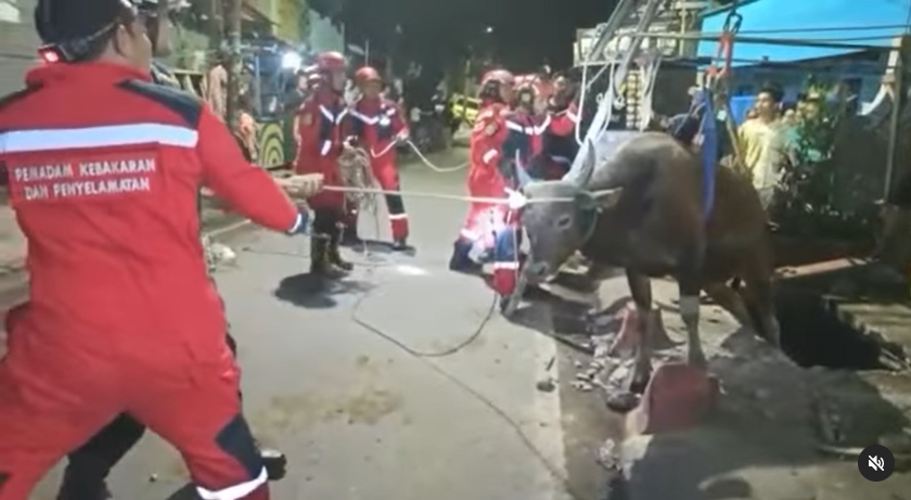 sapi kurban jatuh ke saluran air