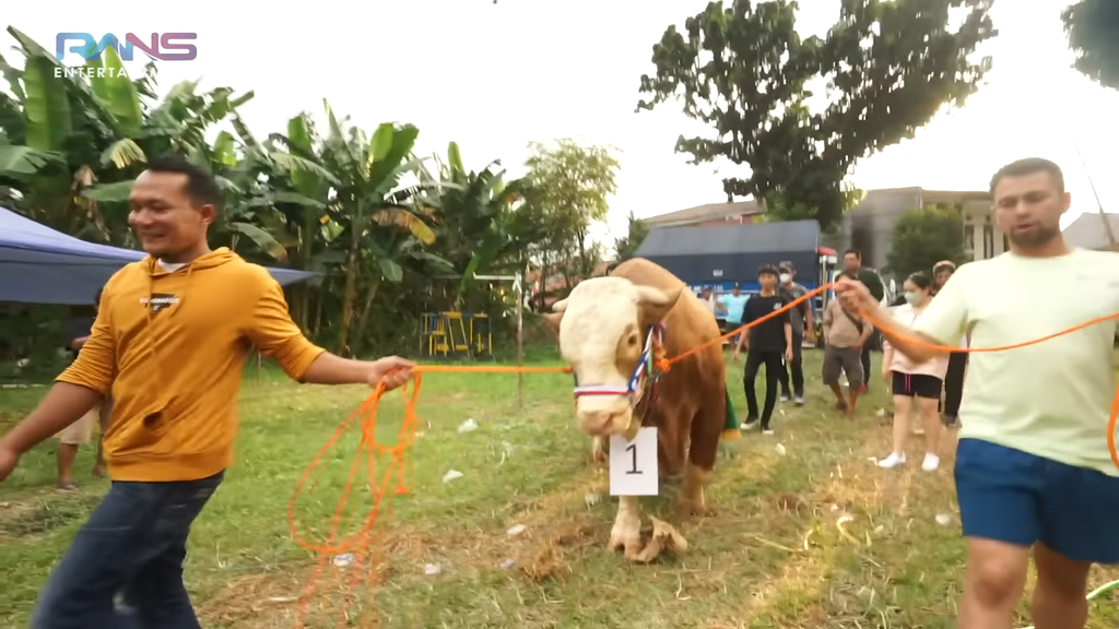 raffi ahmad kurban 20 sapi