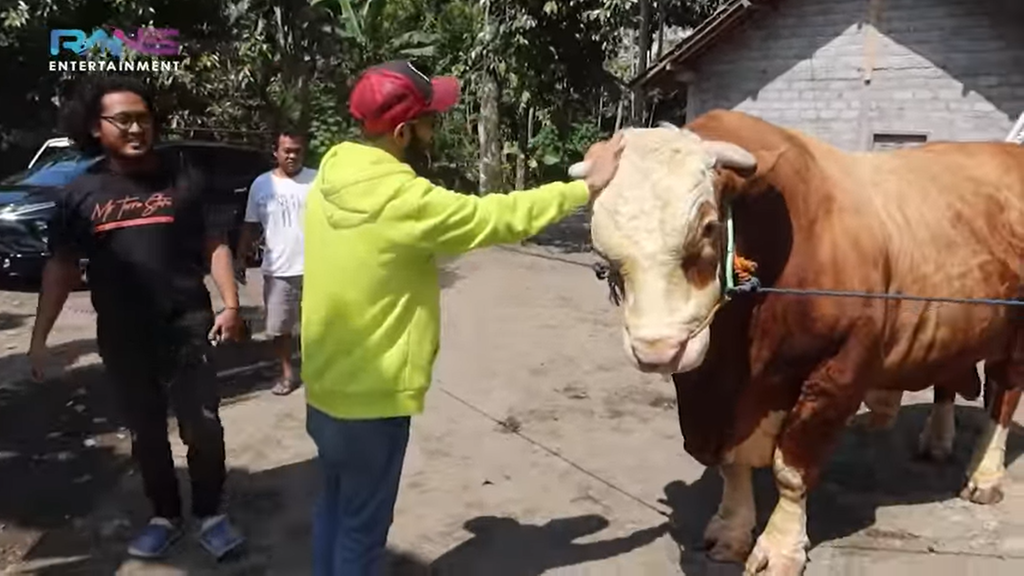raffi ahmad kurban 20 sapi